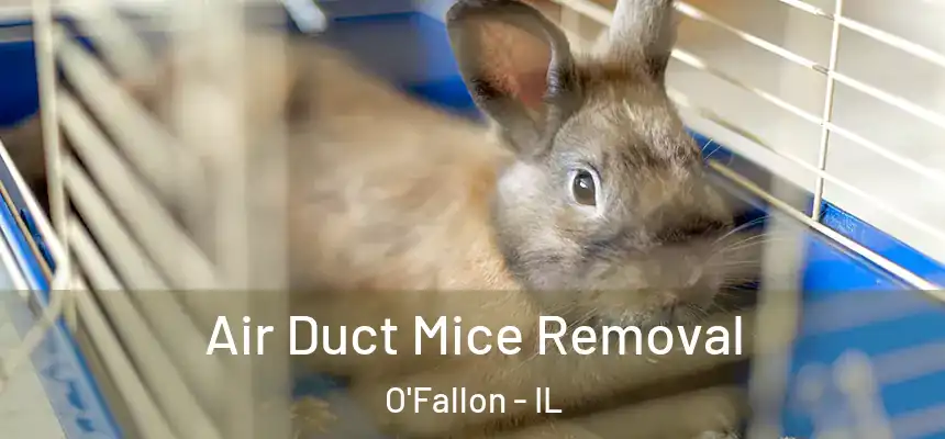  Air Duct Mice Removal O'Fallon - IL
