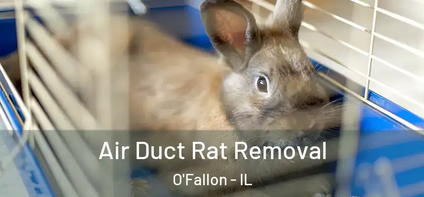  Air Duct Rat Removal O'Fallon - IL